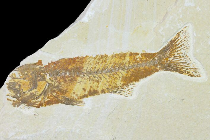 Bargain Fossil Fish (Mioplosus) - Uncommon Species - Green River #138724